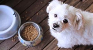 Premium Pet Nutrition Fulfillment Canada, Scalable eCommerce 3PL Solutions